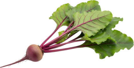 A single fresh beet with vibrant green leaves and deep purple stems showcasing its earthy texture and healthy appearance beetroot vegetable root food organic transparent background
