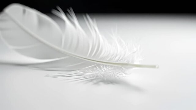 White feather in closeup