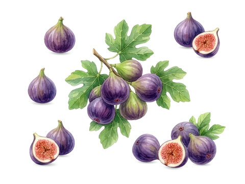 Fig Botanical Illustration Set &ndash; Fig Branch with Leaves, Watercolor Style
