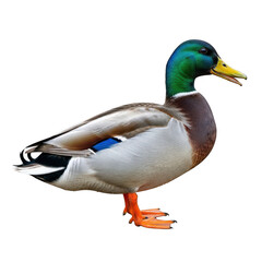 Obraz premium A male mallard duck standing isolated on transparent background with vibrant feathers