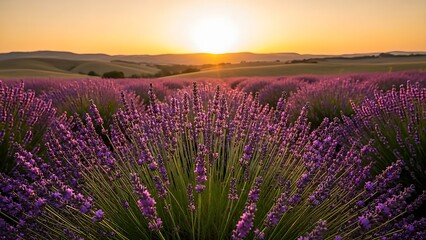 Fototapeta premium Dramatic landscape of violet lavender bushes under a colorful sky symbolizing tranquility, natural beauty, and agricultural summer bounty