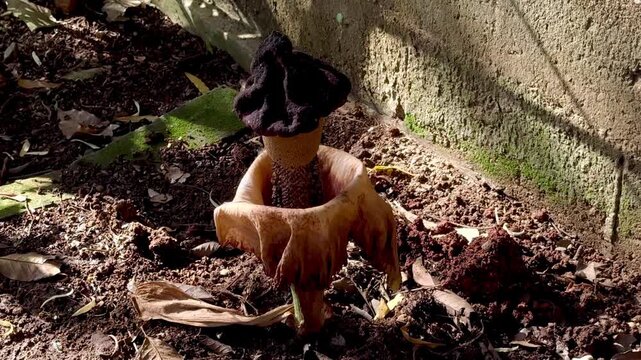 Whitespot giant arum flower wilted in the forest