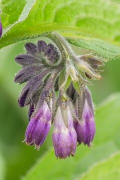 Close-up of purple buds and green leaves of a comfrey plant, perfect for illustrating herbal medicine facts
