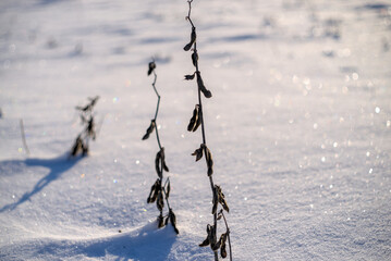 Single dry soybean stalks on white snow.