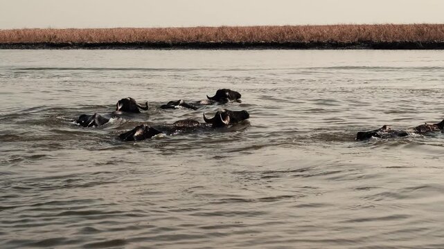 Water Buffalo Swimming Through Dense Reeds in Iraqi Basra Marshes
