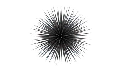 Black spiky plant against a white background