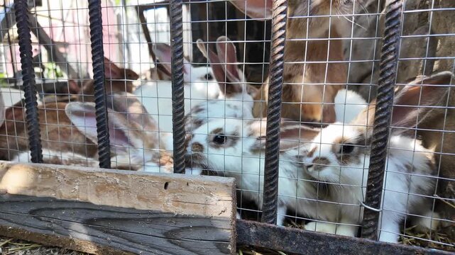 A small rural rabbit enclosure with several rabbits in a simple metal cage on a village farm. The footage shows everyday countryside life and small-scale animal care in a modest agricultural setting.