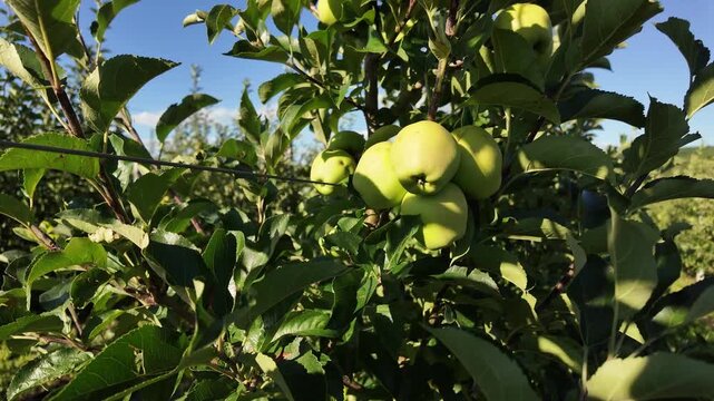 Green apples on a branch close-up. Organic Fruits.