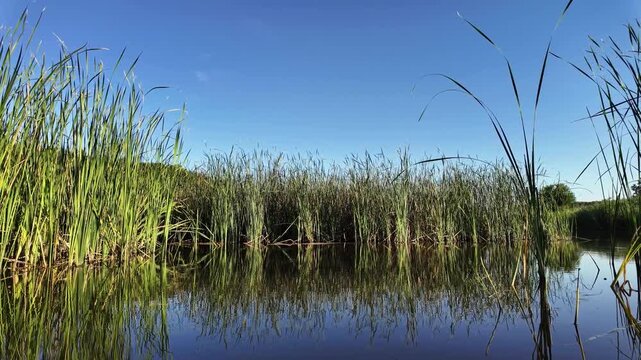 A panoramic view of a calm lake covered with tall green reeds. The scene captures the quiet, natural atmosphere of a rural waterscape.