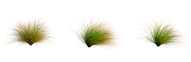 Carex testacea tree, front view, cutout, transparent background, isolate, architecture visualization, Three Tufts of Green Grass with Natural Sunlight and Detailed Texture, PNG Cutout