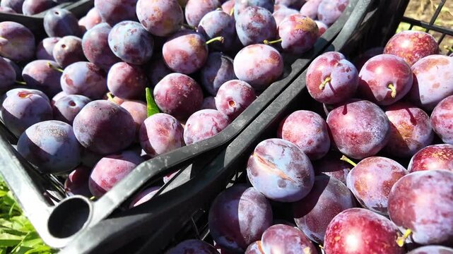 Plum harvest. Ripe fruit in crates.