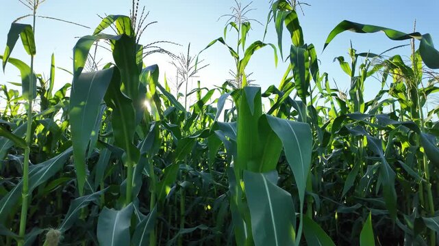 A sunlit cornfield with the camera moving sideways through tall plants. Sun rays filter through the green leaves and tassels, capturing the vibrant textures of a rural maize field.