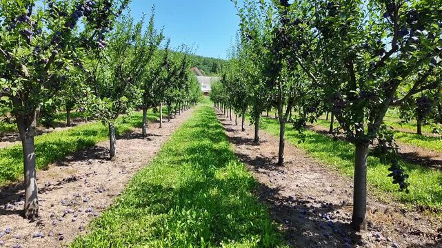 A large plum orchard with young trees, camera moving forward along the rows. The footage highlights the orderly layout, lush foliage, and the calm atmosphere of a rural fruit orchard.