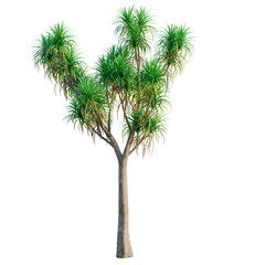 Fototapeta premium Cordyline australis tree, front view, cutout, transparent background, isolate, architecture visualization, Majestic Dragon Tree with Lush Green Foliage on a Clear Background