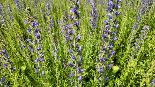 Close-up of Echium vulgare flowers with bees landing and flying between them. The footage captures pollination activity, vibrant blue blooms, and the natural interaction of insects.