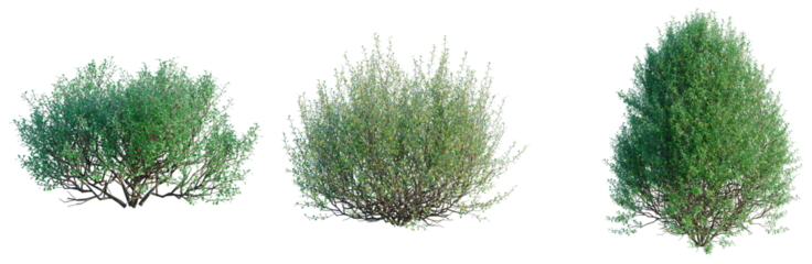 Corokia cotoneaster tree, front view, cutout, transparent background, isolate, architecture visualization, Three lush green shrubbery trees against a clean backdrop, perfect for landscape design