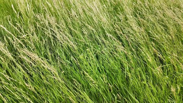 Close-up of meadow grasses gently swaying in the wind. The footage captures wild cereal grasses, resembling Poa or Festuca species, highlighting the natural movement and texture of rural grasslands.