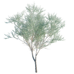 Eucalyptus polyanthemos tree, front view, cutout, transparent background, isolate, architecture visualization, Delicate Tree with Lush Green Foliage on a Clean Background – Nature's Beauty © DH Tree Stock