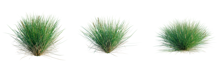 Lomandra confertifolia Seascape tree, front view, cutout, transparent background, isolate, architecture visualization, Three Tufts of Green Grass with Roots, Ideal for Spring Landscape Designs