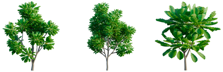 Meryta sinclairii tree, front view, cutout, transparent background, isolate, architecture visualization, Tropical tree collection for landscape design and eco friendly concepts
