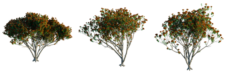 Metrosideros excelsa tree, front view, cutout, transparent background, isolate, architecture visualization, Three vibrant autumn trees with reddish-orange foliage on a neutral background