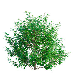Obraz premium Oleria paniculata tree, front view, cutout, transparent background, isolate, architecture visualization, Lush Green Bush with Detailed Leaves - Perfect for Backgrounds and Compositions