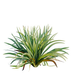 Phormium tenax tree, front view, cutout, transparent background, isolate, architecture visualization, Vibrant Green Grass Tuft - Natural Vegetation Element for Design Projects