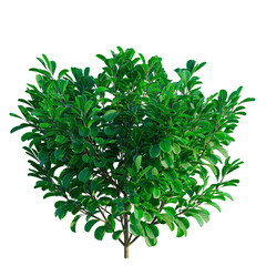 Obraz premium Pittosporum crassifolium tree, front view, cutout, transparent background, isolate, architecture visualization, Lush Green Bush with Vibrant Foliage – Ideal for Landscape Design and Composition
