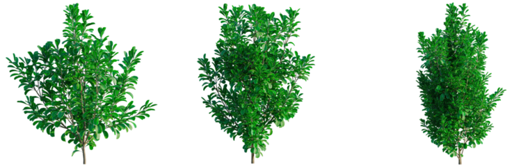 Pittosporum crassifolium tree, front view, cutout, transparent background, isolate, architecture visualization, Lush Greenery Trio: Realistic Plant Elements for Design Projects