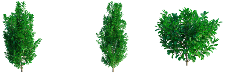 Pittosporum crassifolium tree, front view, cutout, transparent background, isolate, architecture visualization, Green shrubbery set with varying shapes for landscape design and botanical illustrations