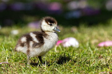 Nilgansjunges 9 © rkbox