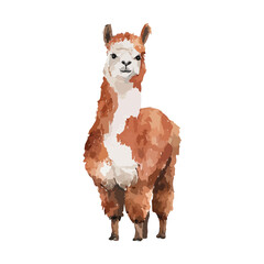 Obraz premium Cute Watercolor Alpaca Illustration Standing Isolated on White.