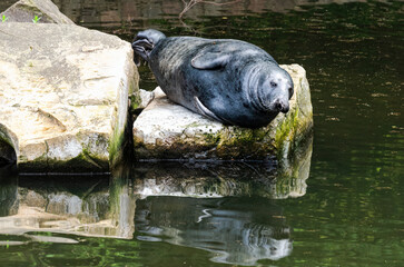 Playful seal at the Gdansk zoo