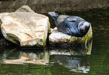 Playful seal at the Gdansk zoo