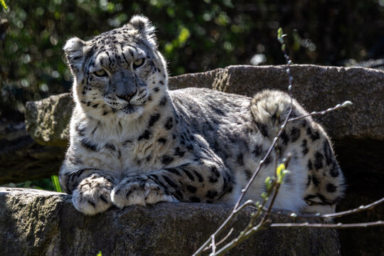 Schneeleopard