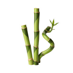 Fototapeta premium Lucky Bamboo Stalks Black Background
