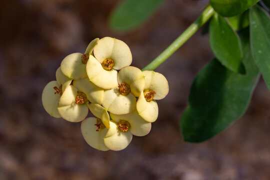 Gelbe Bl&uuml;ten