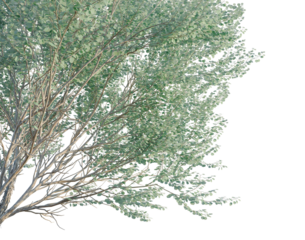 Eucalyptus polyanthemos tree, corner view, cutout, transparent background, isolate, good for architecture visualization, Lush Green Tree Branch with Foliage - Perfect for Spring and Summer Designs