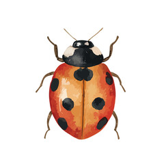 Cute Watercolor Ladybug Illustration Isolated on White.