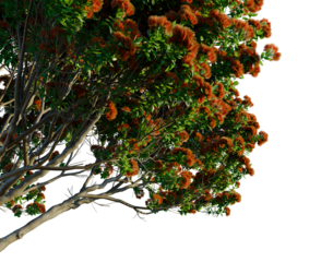 Metrosideros excelsa tree, corner view, cutout, transparent background, isolate, good for architecture visualization, Blooming Eucalyptus Branch with Vibrant Red Flowers on a Clear Background
