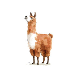 Obraz premium Cute Watercolor Llama Illustration Standing.