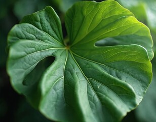 Fototapeta premium Closeup of rich green fig leaf. The plant leaf shows detailed texture and veins. The image can be used for design backgrounds templates. Fresh eco tropical foliage plant.