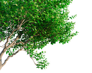 Obraz premium Oleria paniculata tree, corner view, cutout, transparent background, isolate, good for architecture visualization, Lush Green Branch with Foliage - Perfect for Compositing and Natural Designs