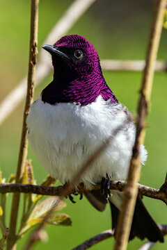 Violet-backed Star