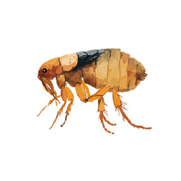Detailed Flea Insect Vector Illustration for Pest Control 2.