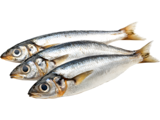 Whole herring fish isolated on transparent background. Ideal for seafood branding, fish market visuals, and culinary design projects.