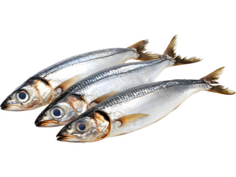 Fresh whole herring fish isolated on transparent background. Perfect for seafood menus, grocery packaging, and culinary illustrations. - Powered by Adobe