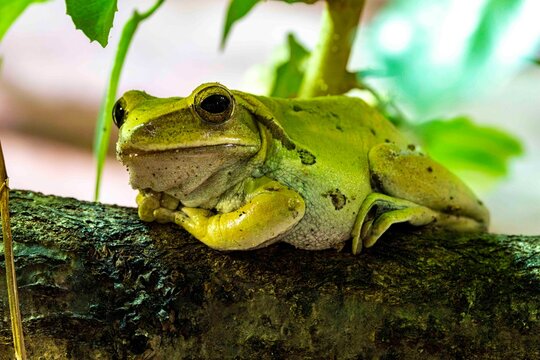 Frosch