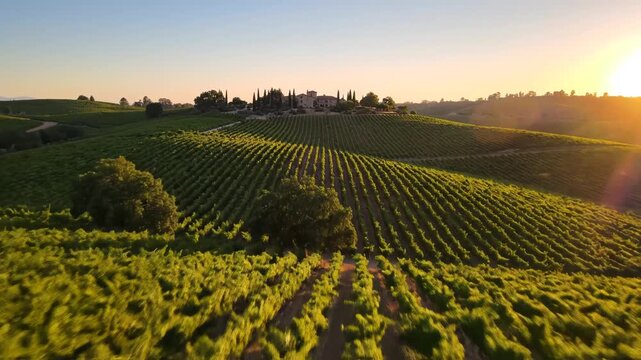 Rows of grapevines in a sunlit vineyard