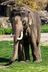 Fototapeta premium Elefant